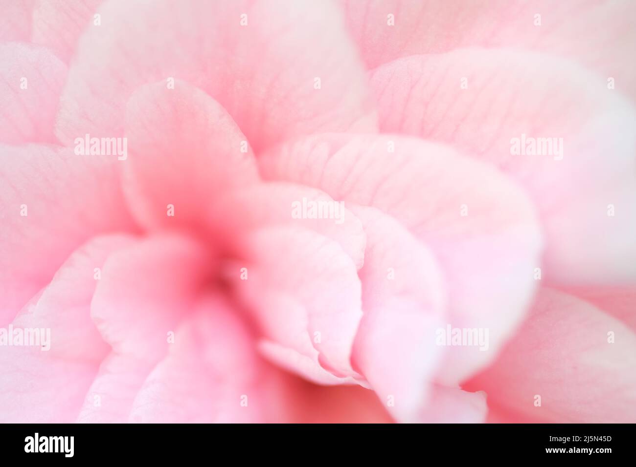 Pétalos de San Valentín Resumen de fondo rosa. Vista de cerca sobre pétalos rosas de la flor de viola como fondo Foto de stock