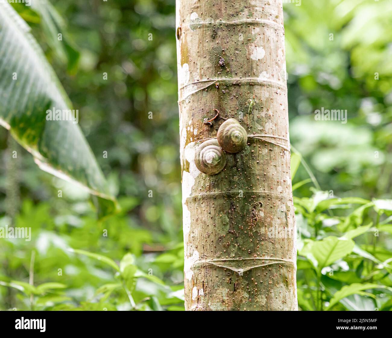 Par de caracoles arbóreas en el Bosque Nacional El Yunque Foto de stock