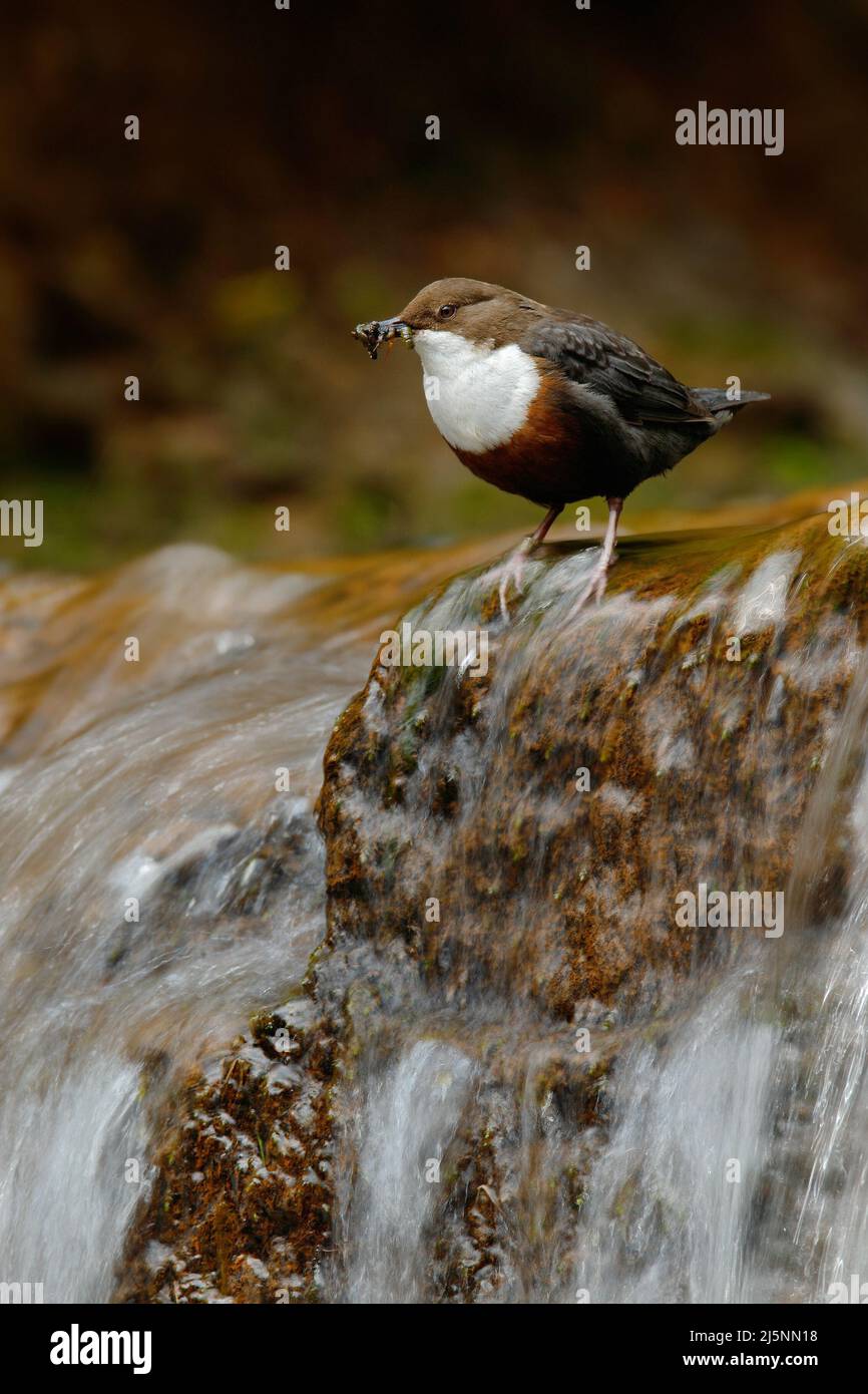 Pájaro con cascada. Dipper de garganta blanca, Cinclus cinclus, buzo de agua, pájaro marrón con garganta blanca en el río, cascada en el fondo, animal i Foto de stock