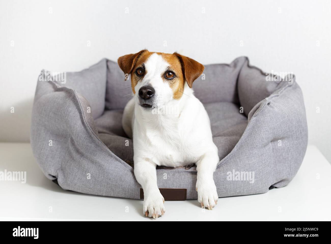 Perro Jack russell terrier tumbado en la cama de mascotas grises, patas  extendidas, y mirando la cámara sobre fondo claro. Productos para mascotas  ecológicos, tienda de mascotas Fotografía de stock - Alamy
