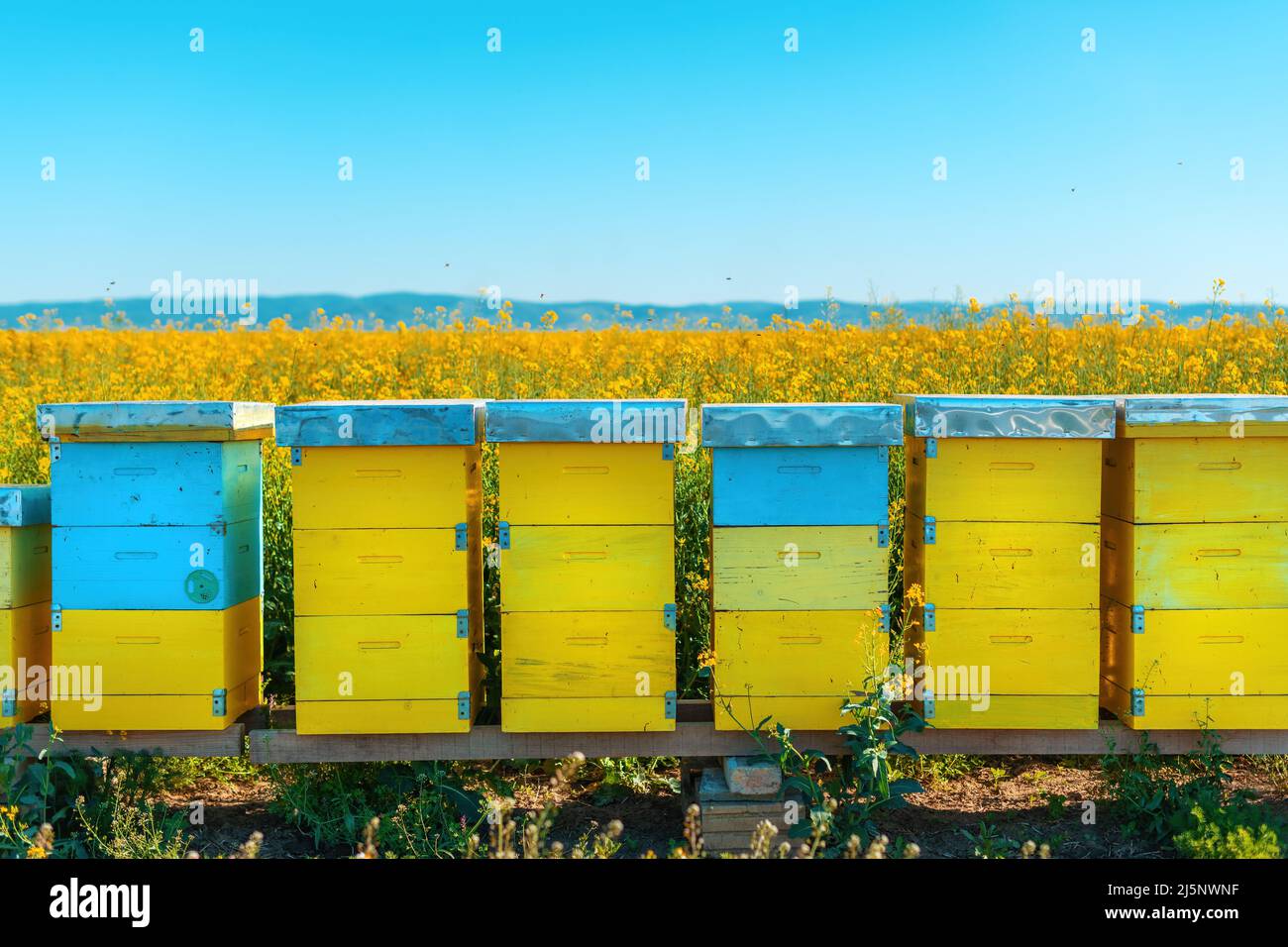 Cajas de Beehive en floreciente campo de colza, abejas de miel que realizan polinización en plantación de canola, enfoque selectivo Foto de stock