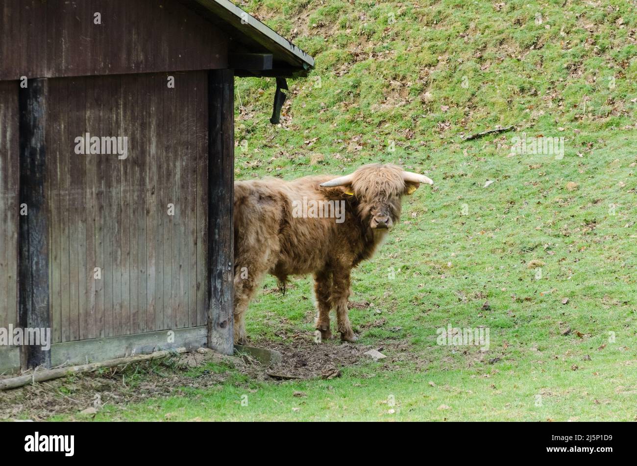 Ganado de pelo largo de la zona alta del oeste, Bos (primigenius) taurus, vaca escocesa en un paddock cerca de un granero de madera Foto de stock