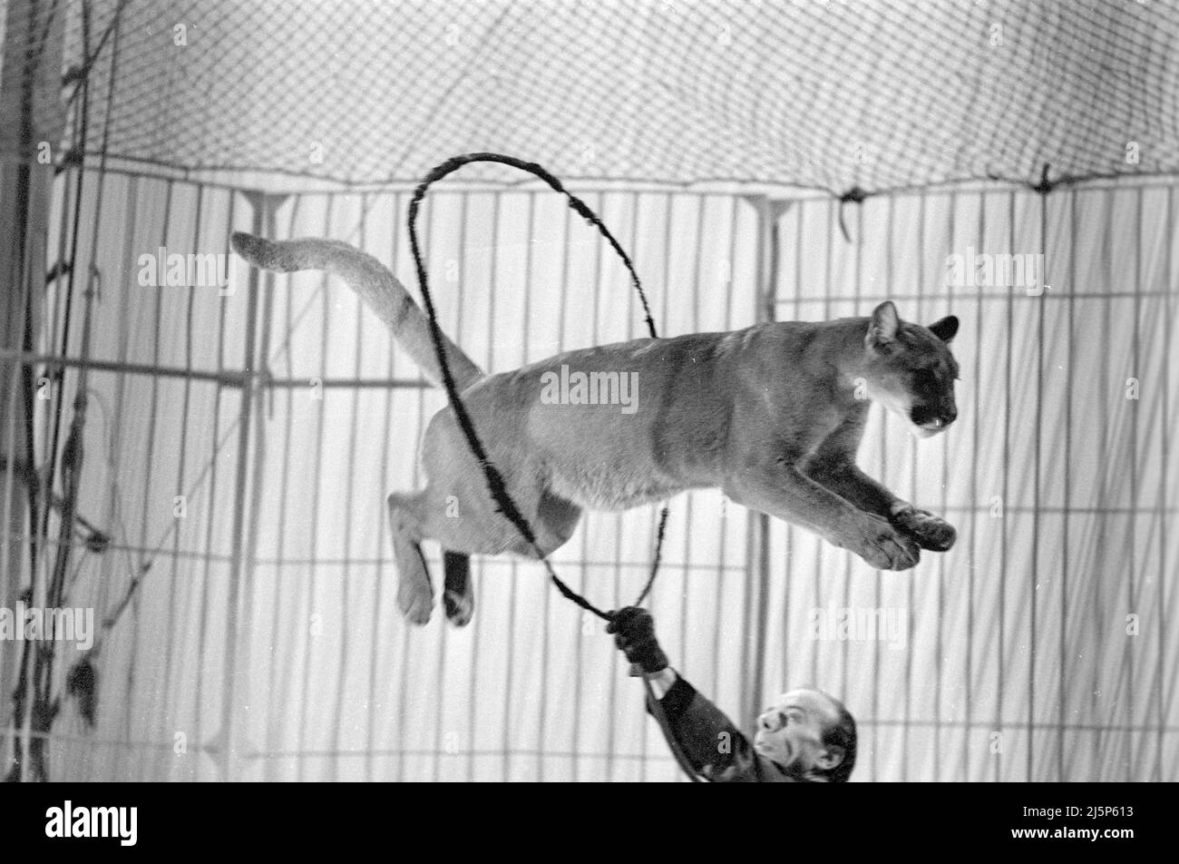 Circus International - Circus Salto Mortale Praga grabación de televisión con Ursula von Manescul 1966 [traducción automática] Foto de stock