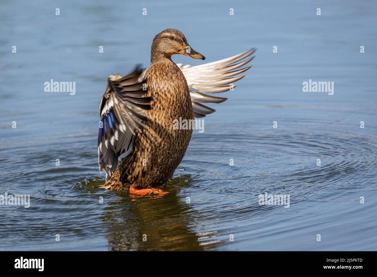 Un pato mallard hembra con patas naranjas de pie en agua azul agitando sus alas. Soleado día de primavera junto a un lago. Foto de stock
