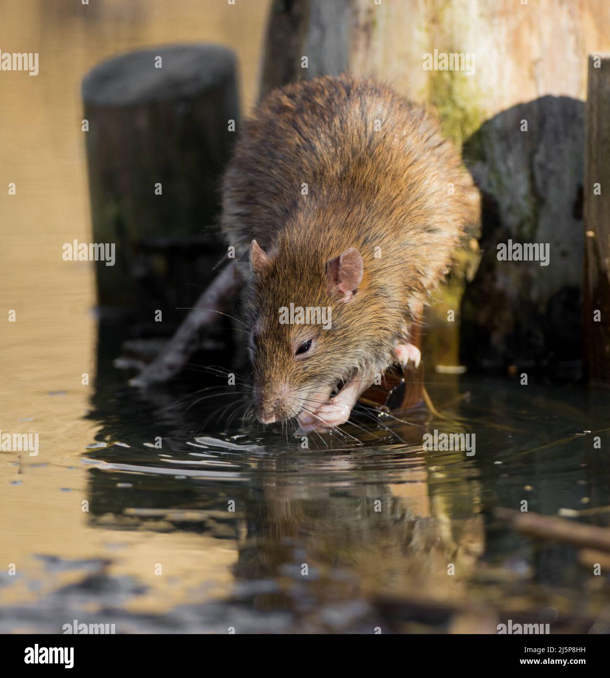 Rata marrón (Rattus norvegicus) Beber en un estanque. Un día soleado en la reserva natural RSPB en Rainham Marshes en Essex. Foto de stock