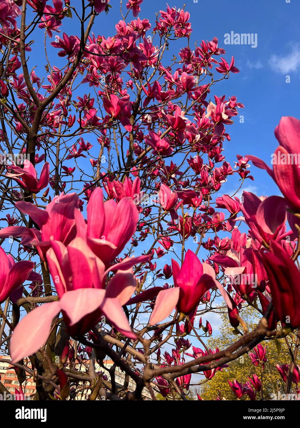 Flores de árbol de magnolia en flor con pétalos rosas sobre el fondo del  cielo azul Fotografía de stock - Alamy