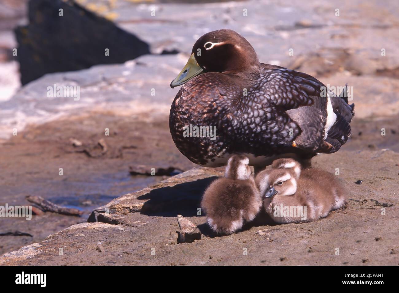 Pato Steamerpato sin vuelo de las Malvinas (Tachyeres brachypterus) con polluelos, Islas Malvinas Foto de stock