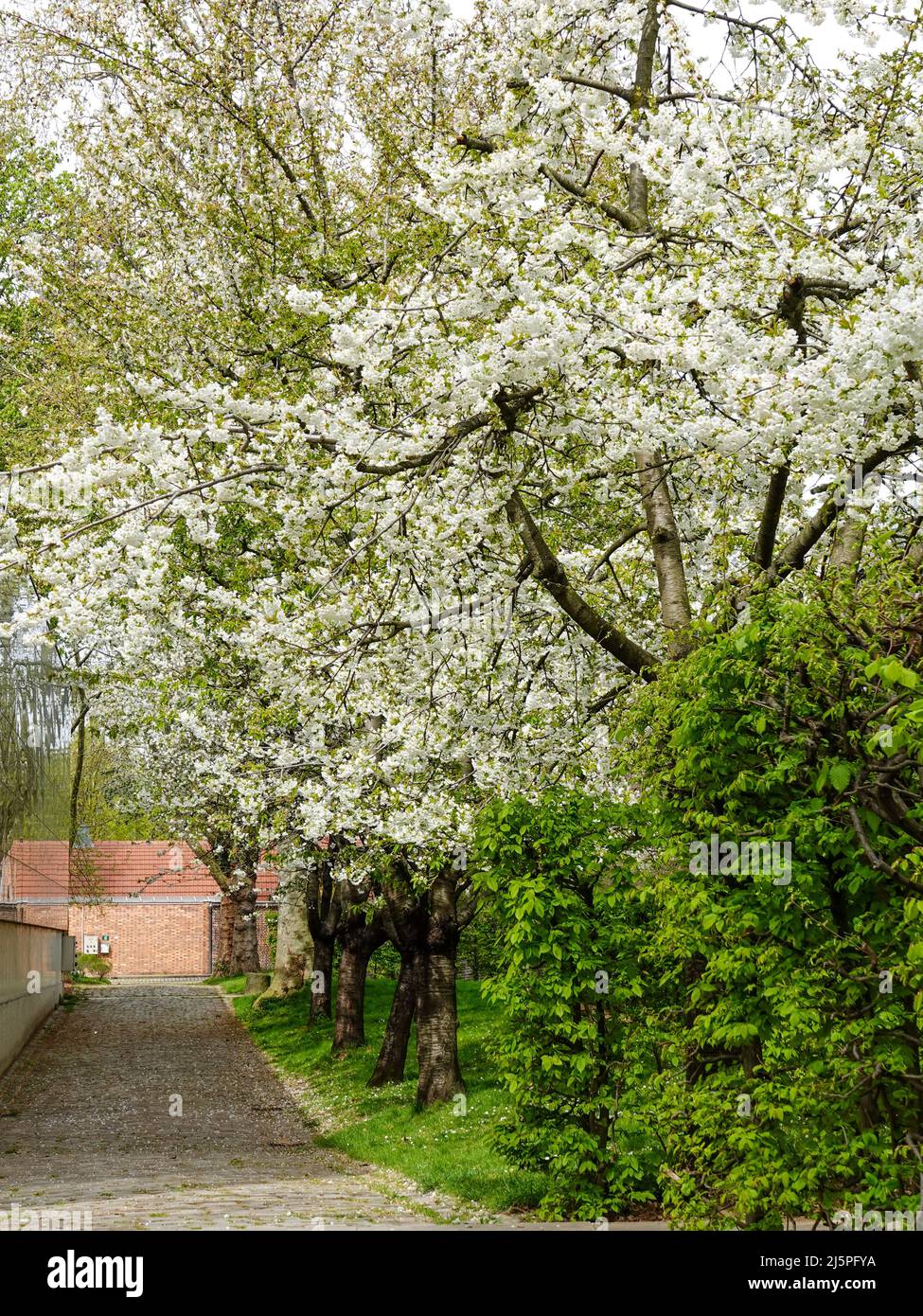 Jardines del Parc de Bercy a principios de primavera, París, Francia. Foto de stock