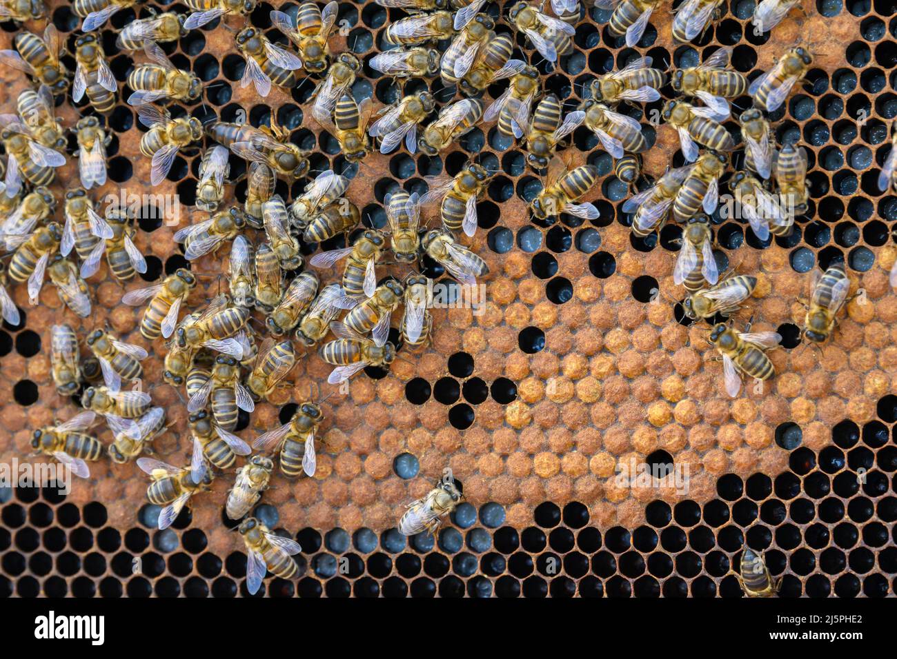 Vista de cerca de las abejas obreras en panales Foto de stock