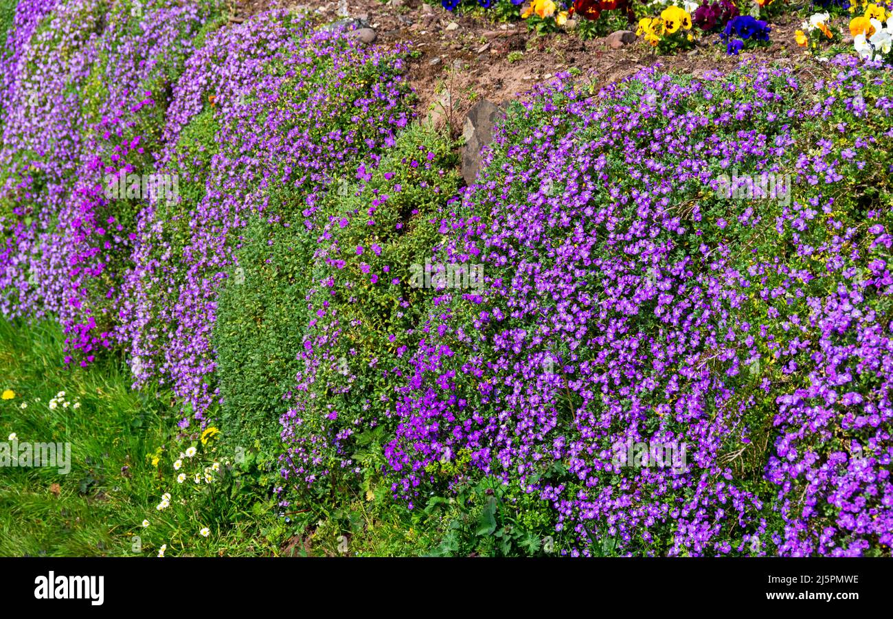 Las flores de Aubrieta caen en cascada por una pared mientras florecen  Fotografía de stock - Alamy