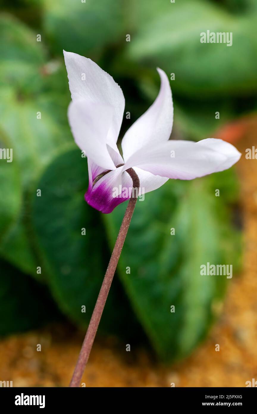 Cyclamen persicum Una planta de flores bulbosas de primavera de invierno con una flor rosada de primavera comúnmente conocida como ciclamen persa, stock photo image Fotografía de stock - Alamy Cyclamen persicum Una planta de flores bulbosas de primavera de invierno con una flor rosada de primavera comúnmente conocida como ciclamen persa, stock photo image Fotografía de stock - Alamy