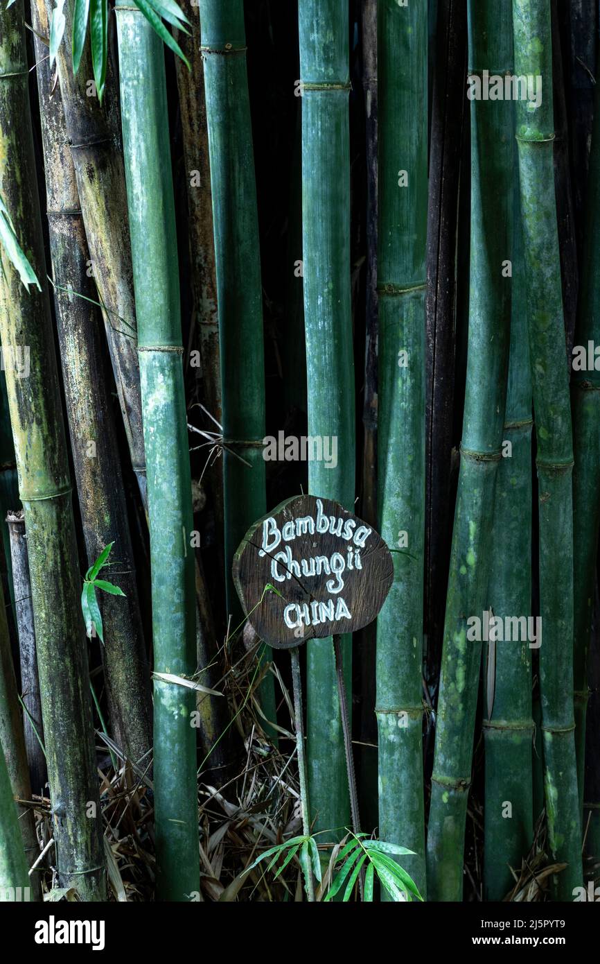 Tallos de bambú azul tropical (Bambusa chungii) - foto de archivo Foto de stock