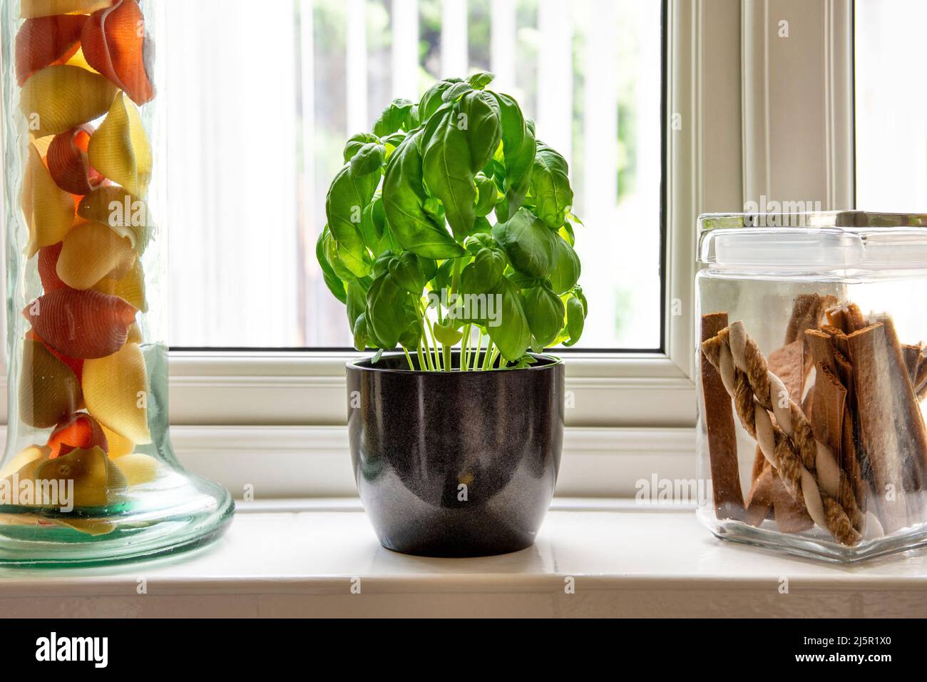 Planta de albahaca que crece en maceta en borde de ventana, al lado de un tarro de pasta y un tarro con guisos de perro Foto de stock
