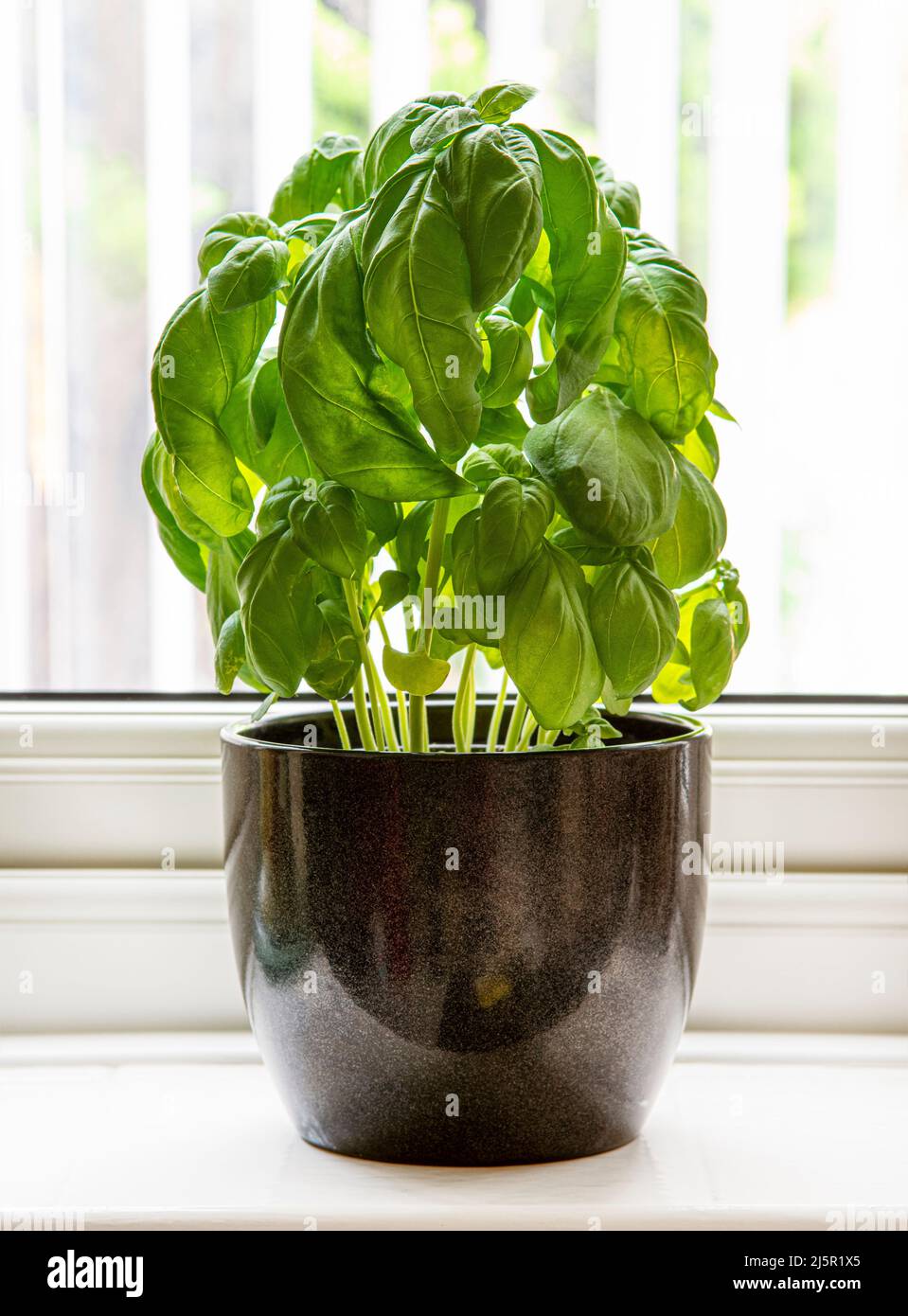 Planta de albahaca que crece en olla en borde de ventana Foto de stock