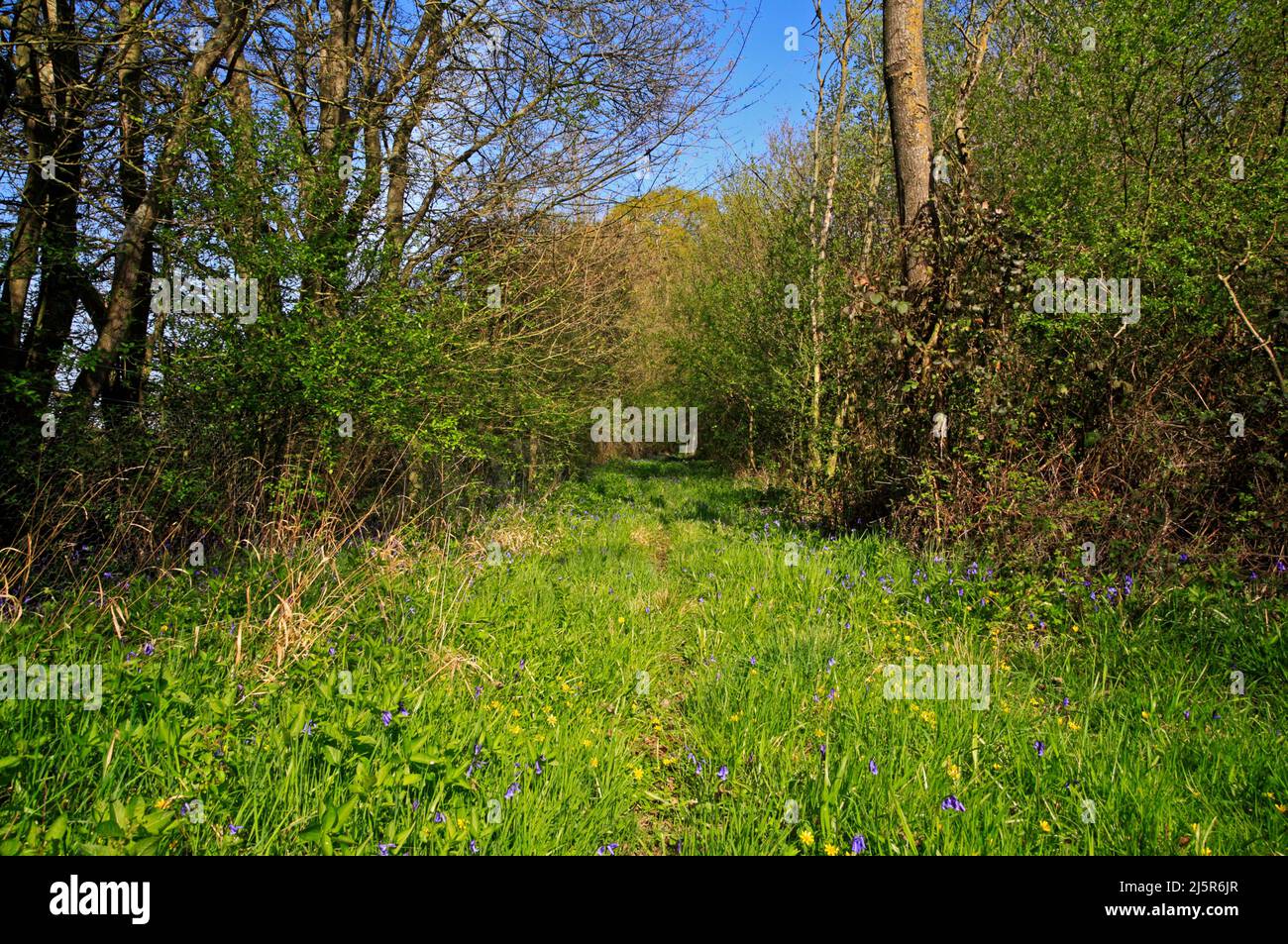 Un sendero junto al perímetro de antiguos bosques restaurados con árboles nativos y flores silvestres en primavera en Foxley, Norfolk, Inglaterra, Reino Unido. Foto de stock
