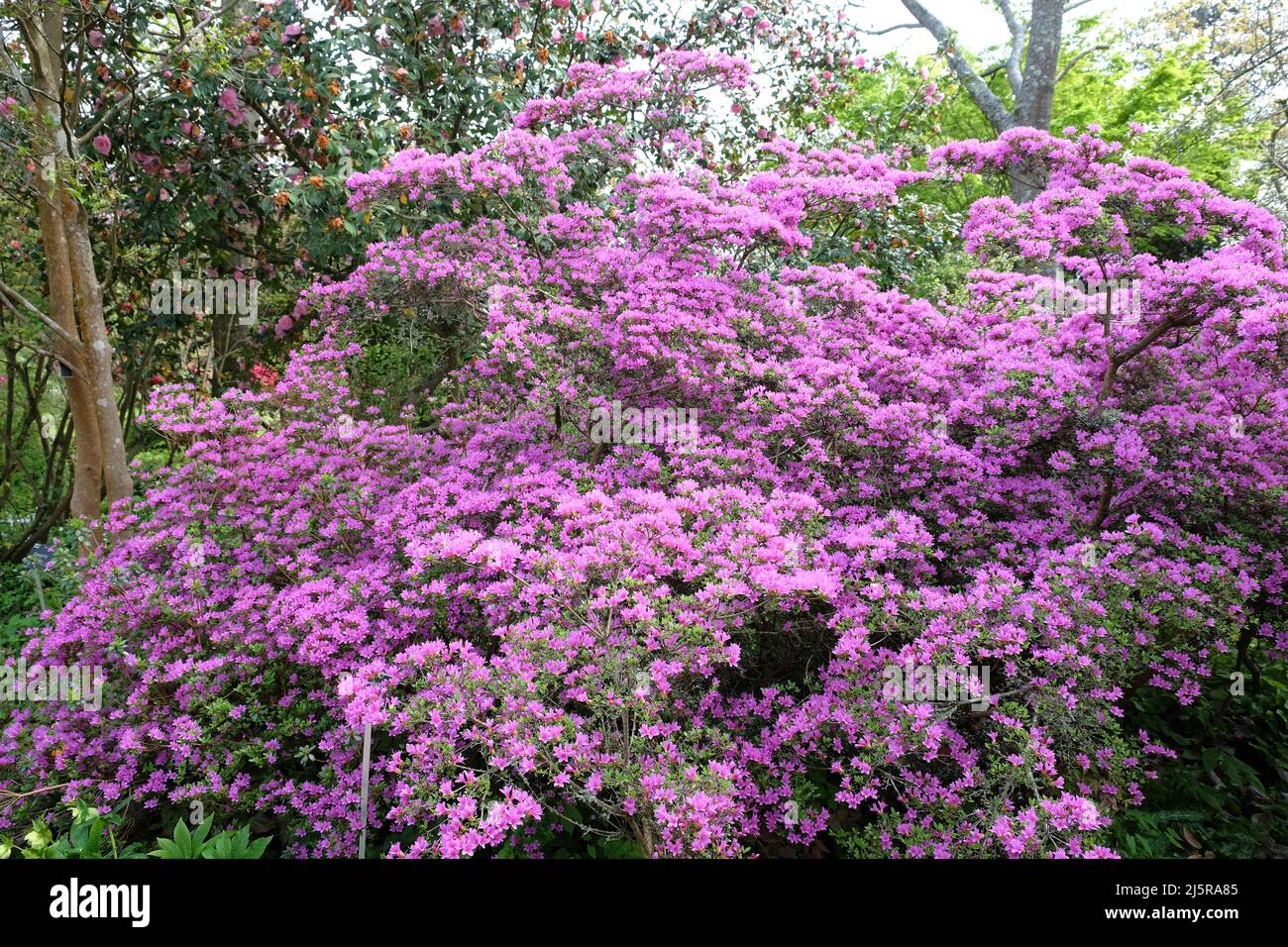 Gran árbol lila púrpura azalea en flor Fotografía de stock - Alamy