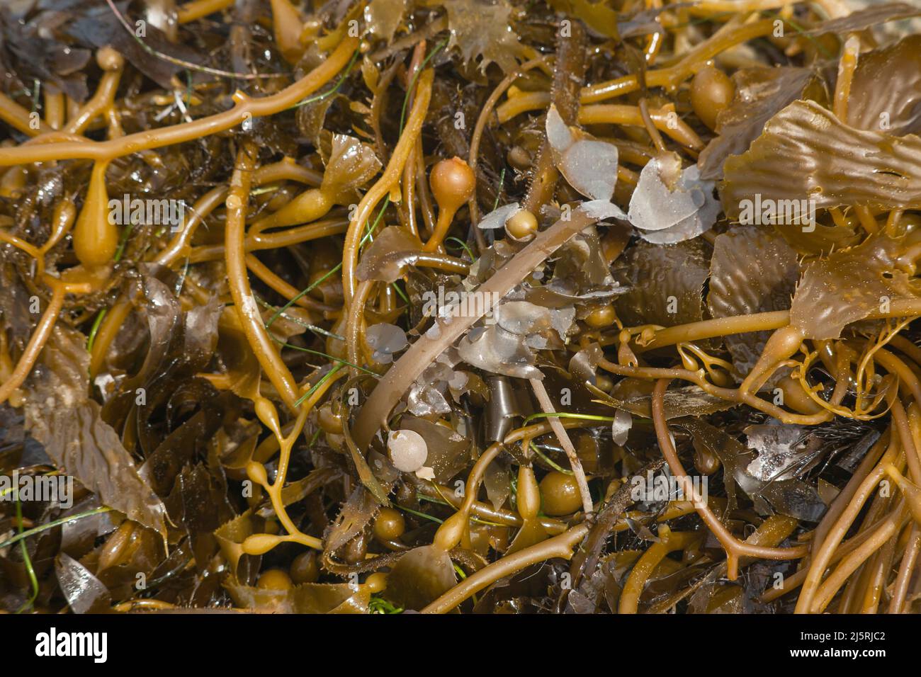 Primer plano de algunas algas Sargassum Foto de stock