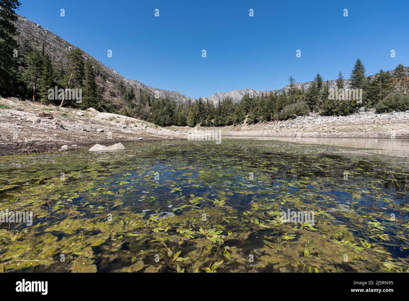 Crecimiento de algas en Crystal Lake en las Montañas San Gabriel cerca de Los Angeles, California. Foto de stock