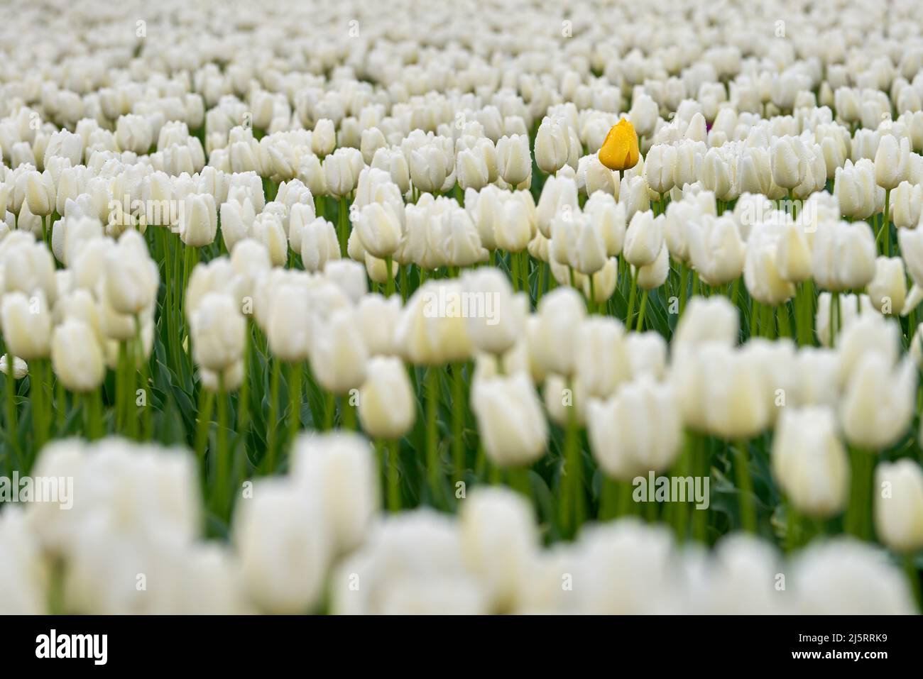 Tulipanes amarillos simples entre tulipanes blancos. Un solo tulipán  amarillo en un campo de tulipanes blancos en el Valle Skagit, Estado de  Washington Fotografía de stock - Alamy