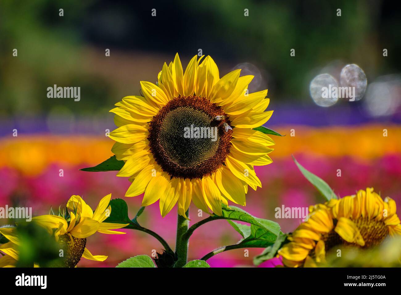 Sunflower Central Foto de stock