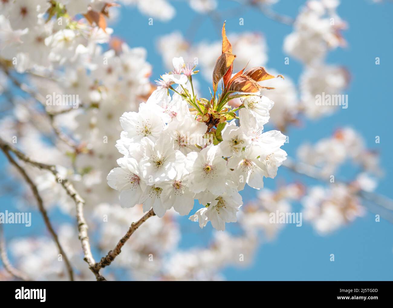 Flor de cerezo blanco cerca de las flores en una rama con cielo azul en el  fondo Fotografía de stock - Alamy