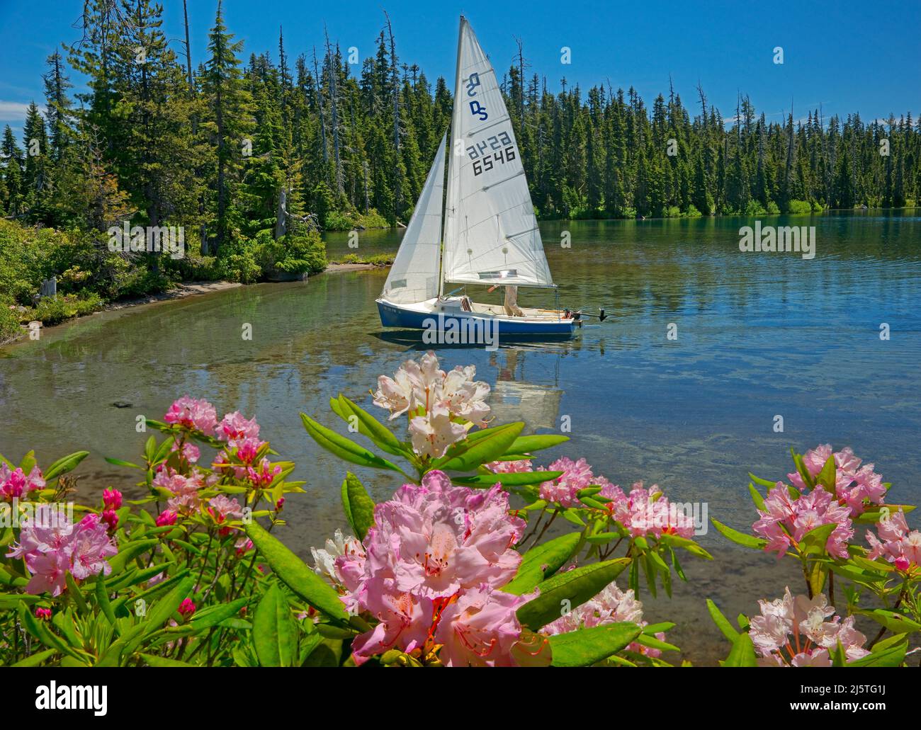Isla Rhododendron, Lago Waldo, Cascade Range, Oregón Foto de stock