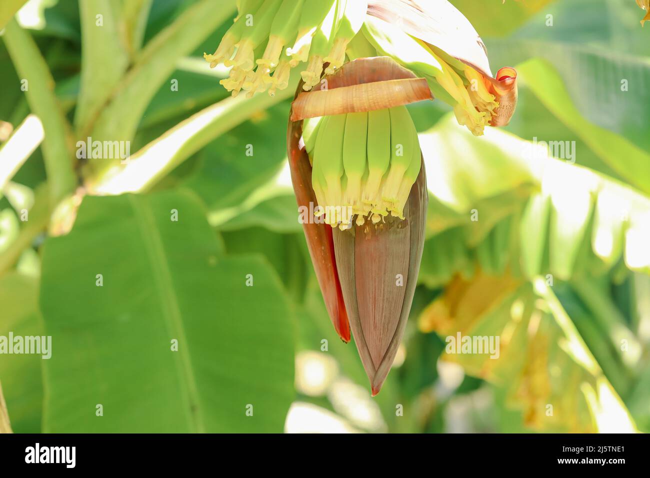 Plátanos jóvenes que crecen de flores en la plantación tropical del norte de Australia Foto de stock