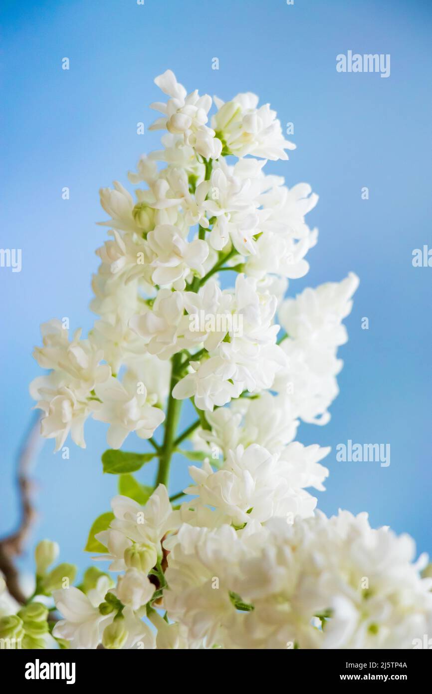 Flor de lila blanca fotografías e imágenes de alta resolución - Página 10 -  Alamy