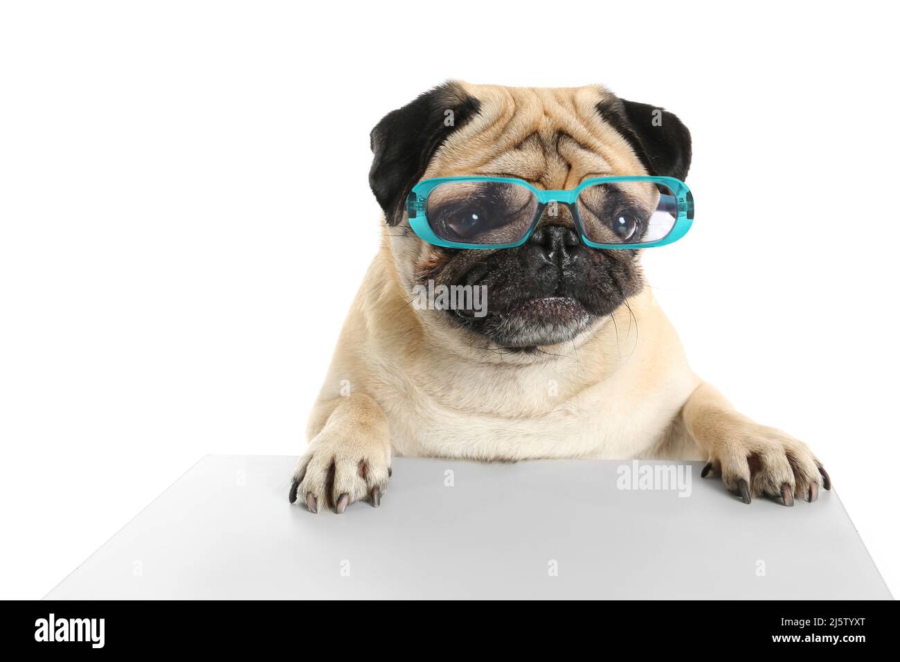 Lindo perro pug con gafas sobre fondo blanco Fotografía de stock - Alamy