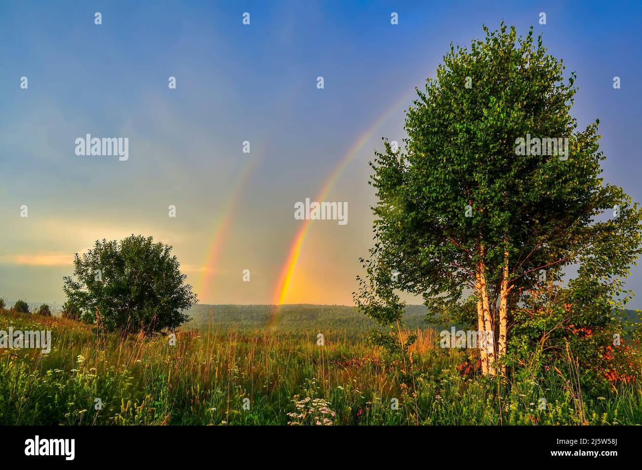 Arco de arco iris doble durante el verano noche paisaje rural - vista de colinas con bosques profundos cubiertos, prado de color dorado con abedules a por Foto de stock