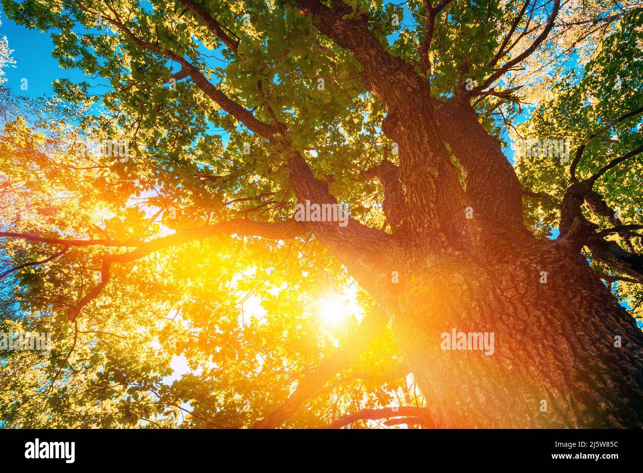 Verano verano verano luz del sol a través de Oak Forest Tree. Naturaleza soleada Madera luz del sol. Cerca de verdes ramas exuberantes Foto de stock