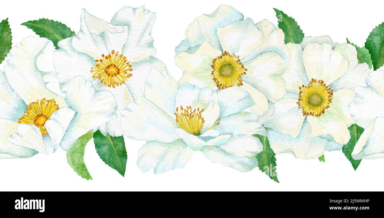 Acuarela Borde horizontal sin costuras dibujado a mano con flores blancas de rosas silvestres hojas verdes de hoja. Elegante marco floral para diseño de invitación a la boda, textil. Naturaleza natural planta Acuarela Borde horizontal sin costuras dibujado a mano con flores blancas de rosas silvestres hojas verdes de hoja. Elegante marco floral para diseño de invitación a la boda, textil. Naturaleza natural planta