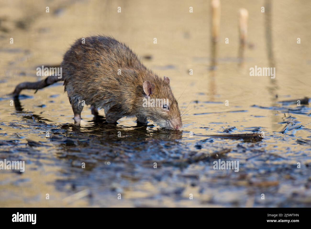 Rata marrón (Rattus norvegicus) Beber en un estanque. Un día soleado en la reserva natural RSPB en Rainham Marshes en Essex. Foto de stock