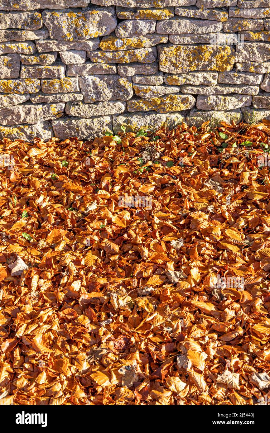 Otoño en los Cotswolds - una pared de piedra seca y hojas de haya cerca de la pequeña ciudad de Minchinhampton, Gloucestershire, Inglaterra Reino Unido Foto de stock