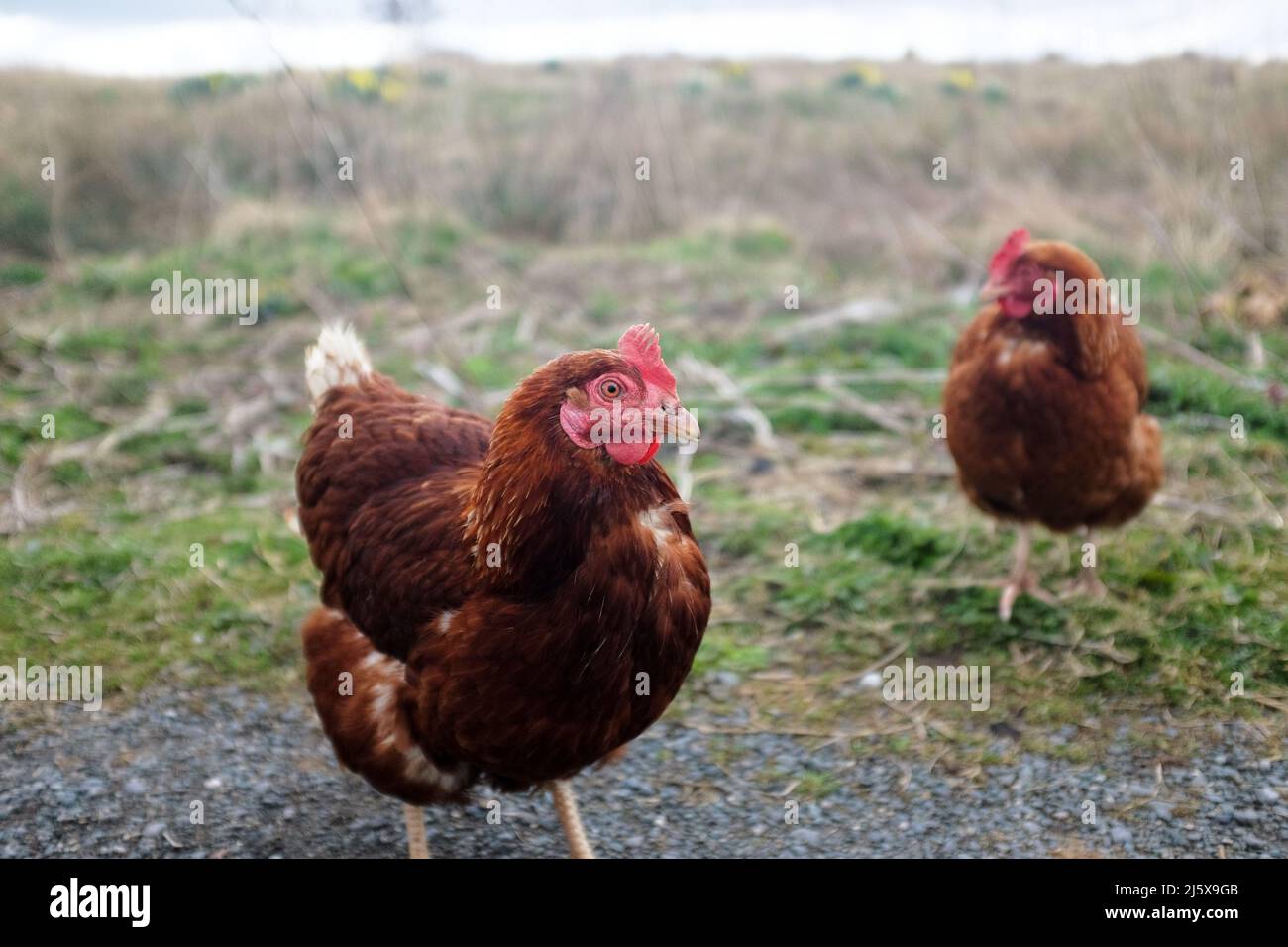 2 gallinas de color rojo en una zona rural Foto de stock