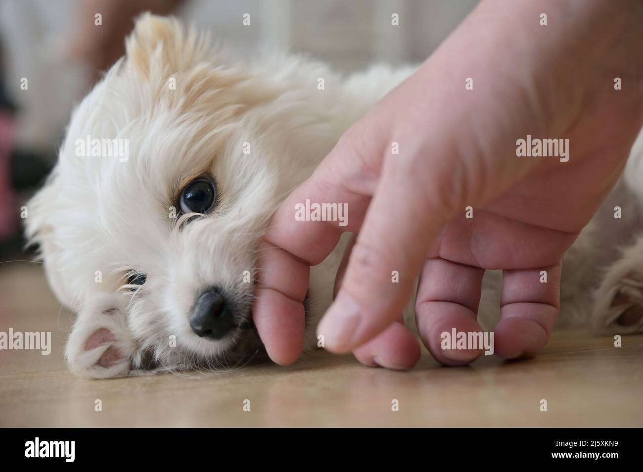 Closeup White Bichon Puppy jugando en el suelo Foto de stock