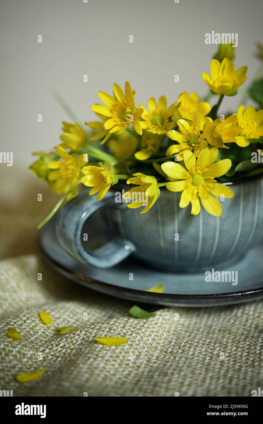 Primer plano de una flor amarilla de Celandine menor en la taza de té Foto de stock