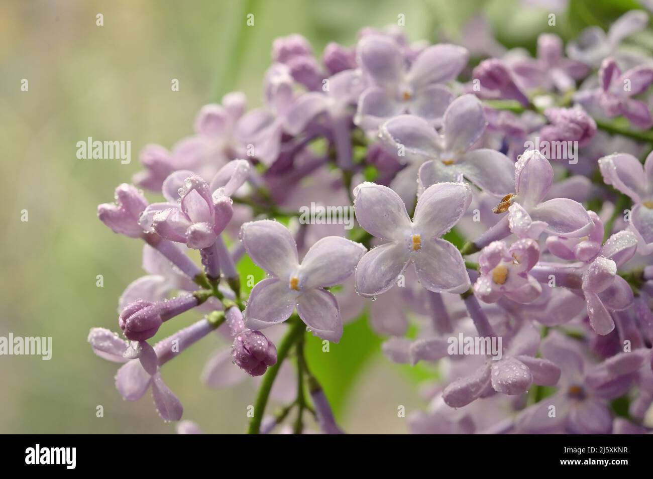 Primer plano Lila púrpura y cae en el Jardín de Primavera Foto de stock