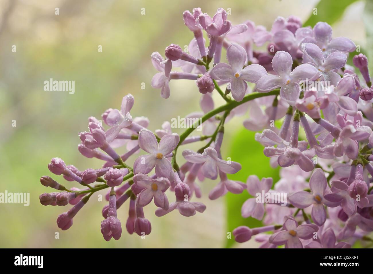Primer plano Lila púrpura y cae en el Jardín de Primavera Foto de stock