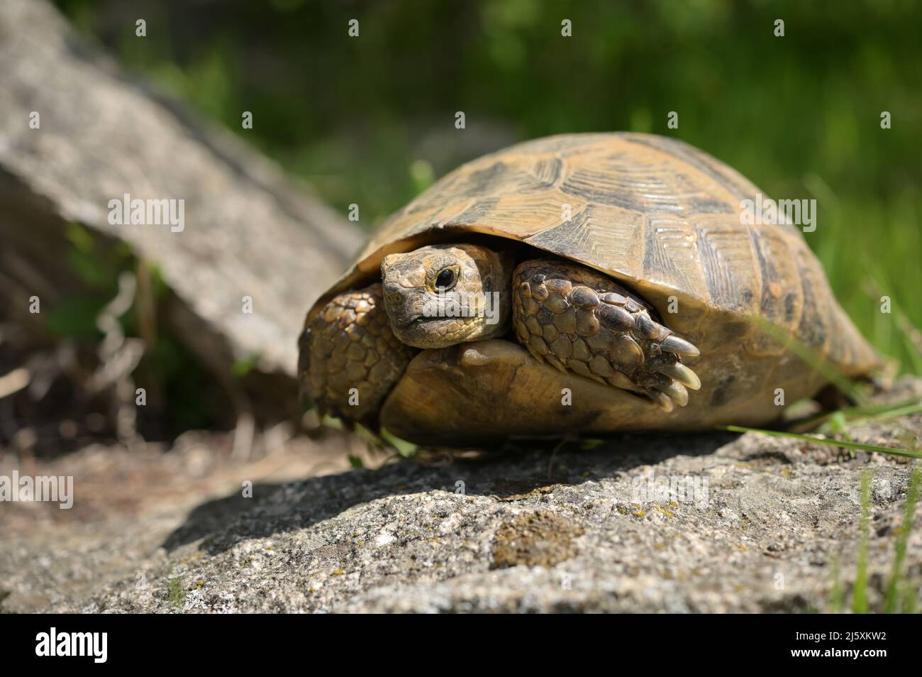Retrato de la tortuga griega salvaje en las montañas de Macin, Rumania Foto de stock