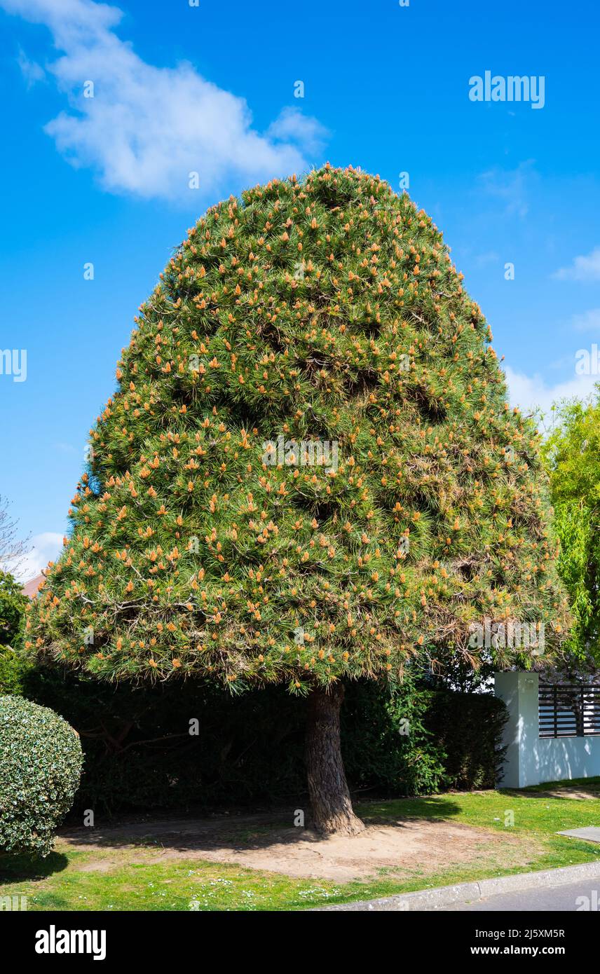 Bellamente recortado y bien cuidado pino en primavera con cielo azul en Inglaterra, Reino Unido. Foto de stock