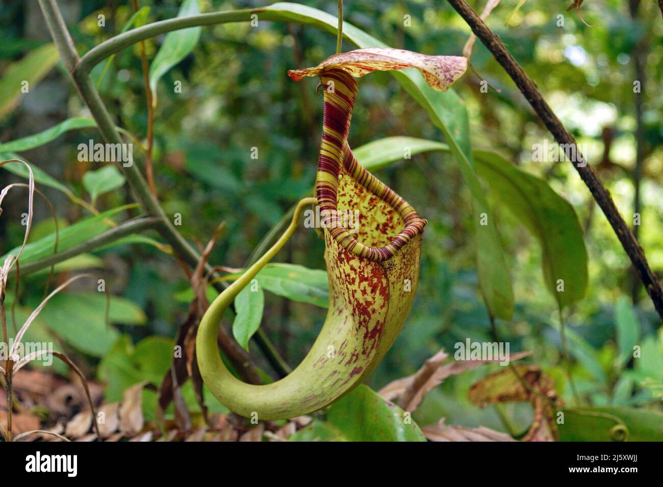 La Lanzadora Tropical planta, pintadas de la lanzadora planta o Burbidge's Pitcher-Plant (Nepenthes burbidgeae), una planta carnívora en la selva, Borneo, Malasia Foto de stock