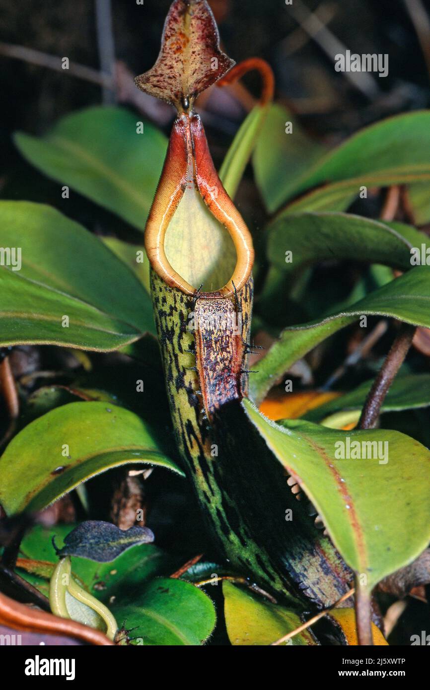 La lanzadora de plantas carnívoras tropicales (Nepenthaceae), en la selva, Borneo, Malasia Foto de stock