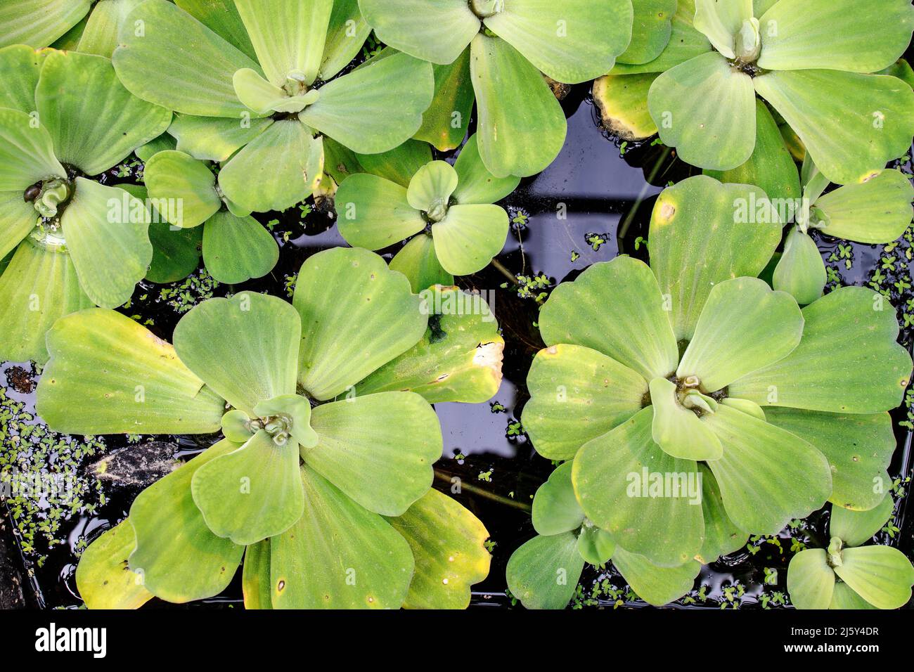 Pistia es un género de plantas acuáticas perteneciente a la familia Arum, Araceae. Foto de stock