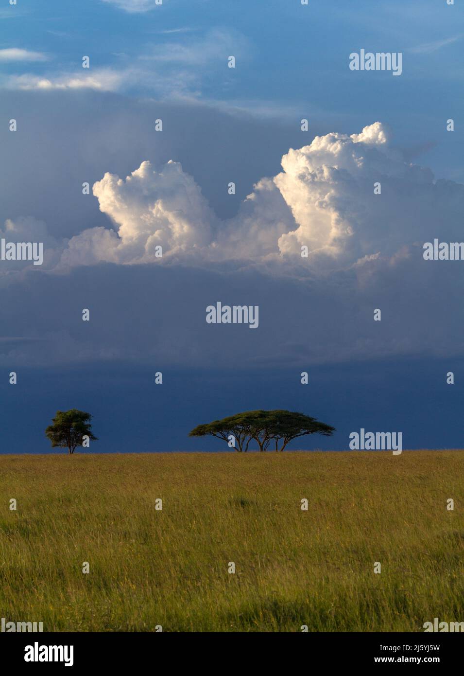 Nubes sobre árboles de acacia en la sabana africana, Parque Nacional del Serengeti, Tanzania Foto de stock