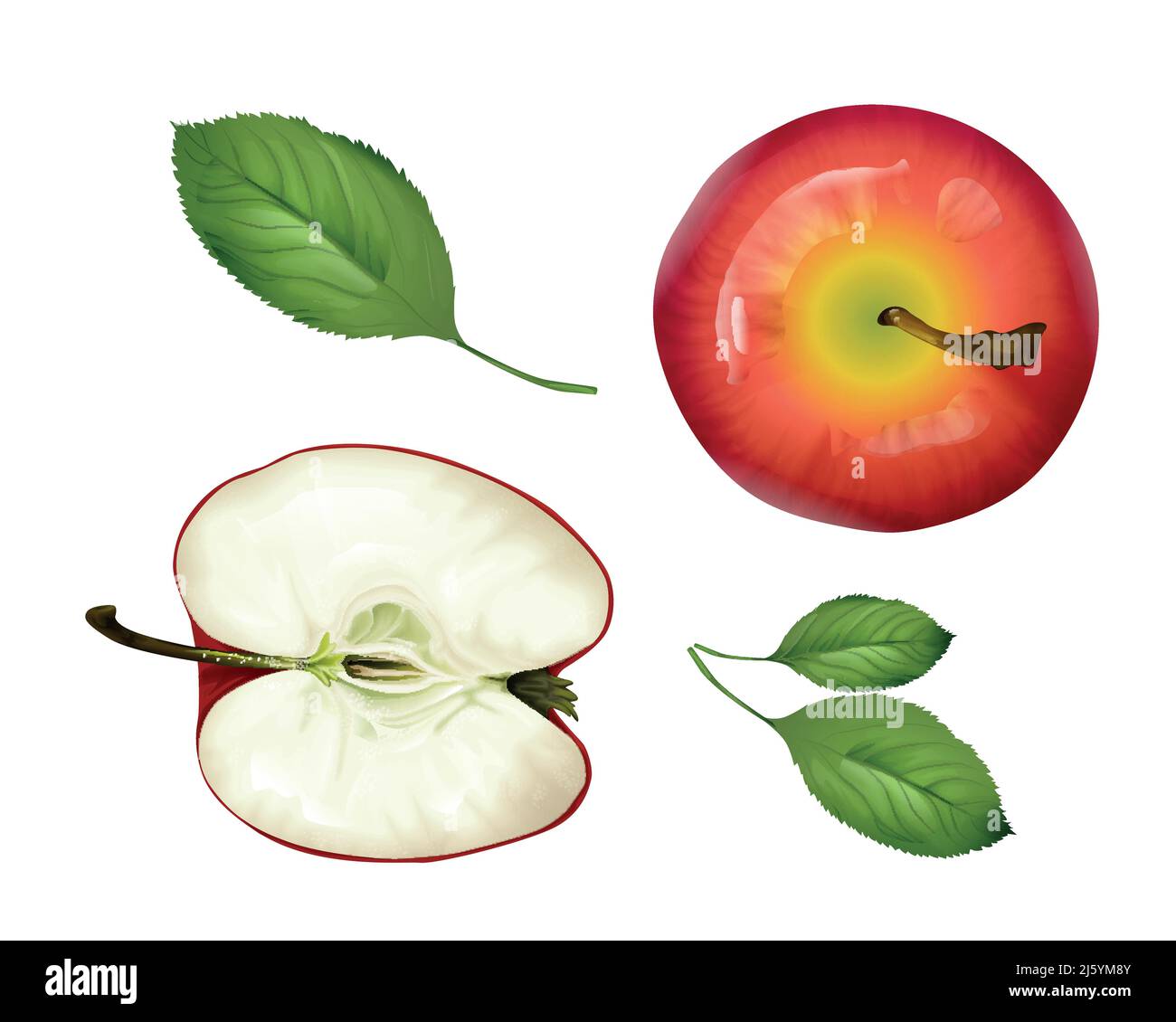 Conjunto de vista vectorial realista de la parte superior de la manzana. 3d fruta madura cortada a la mitad, hojas enteras y verdes. Alimentos naturales orgánicos frescos llenos de vitaminas para una alimentación saludable Ilustración del Vector