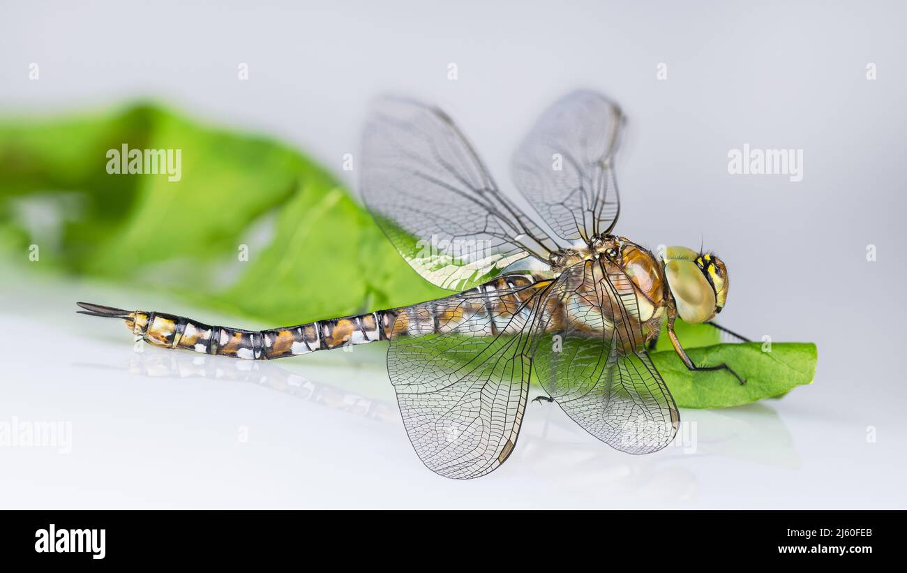 Primer plano de perfil de libélula de carey migrante en hoja verde natural. Aeshna mixta. Hermoso insecto de agua marrón estampado con alas transparentes. Foto de stock