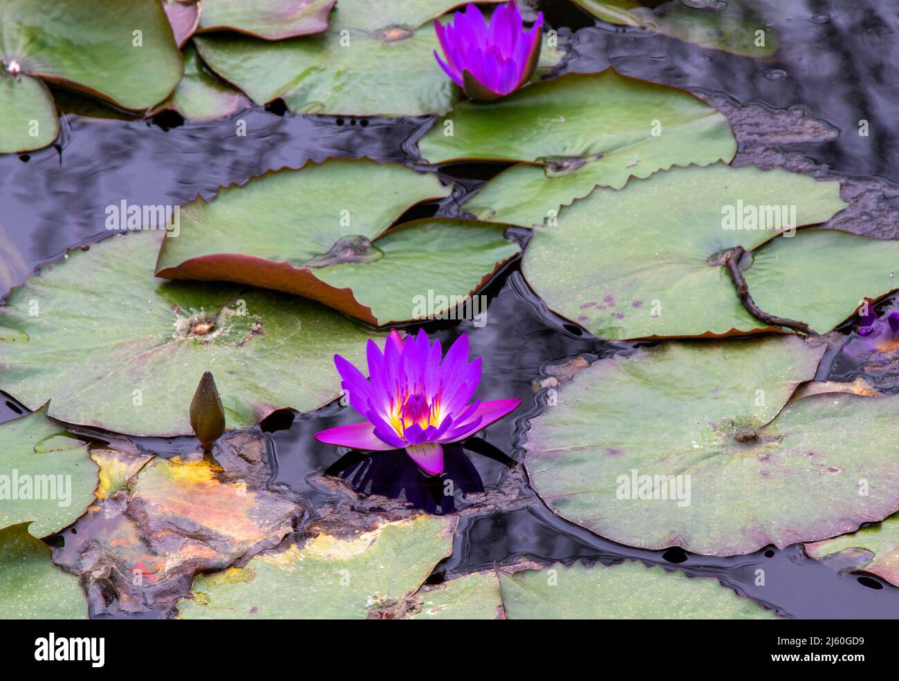 Varios hermosos lirios de agua en flor en el estanque Fotografía de stock -  Alamy