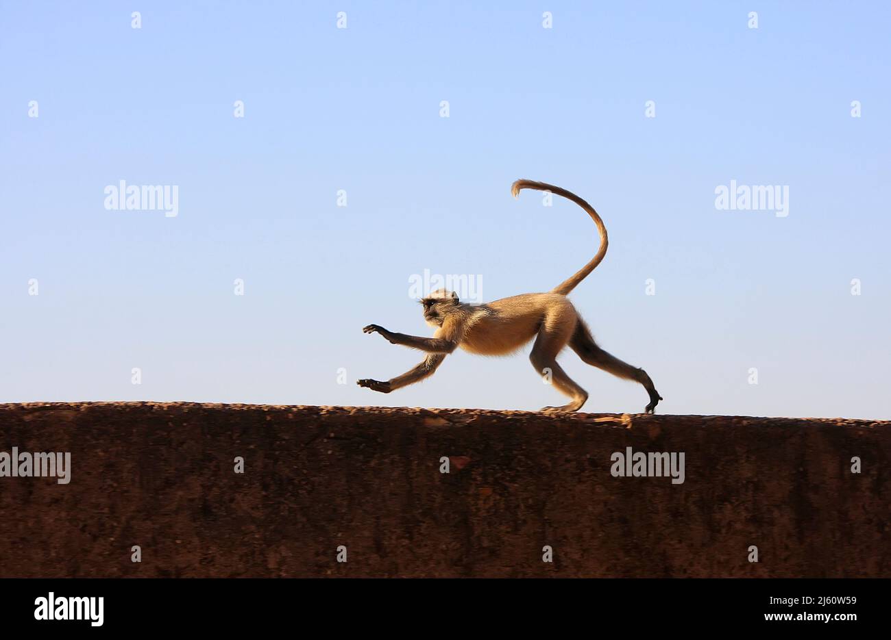 Langur gris jugando en Taragarh fort, Bundi, Rajasthan, India Foto de stock