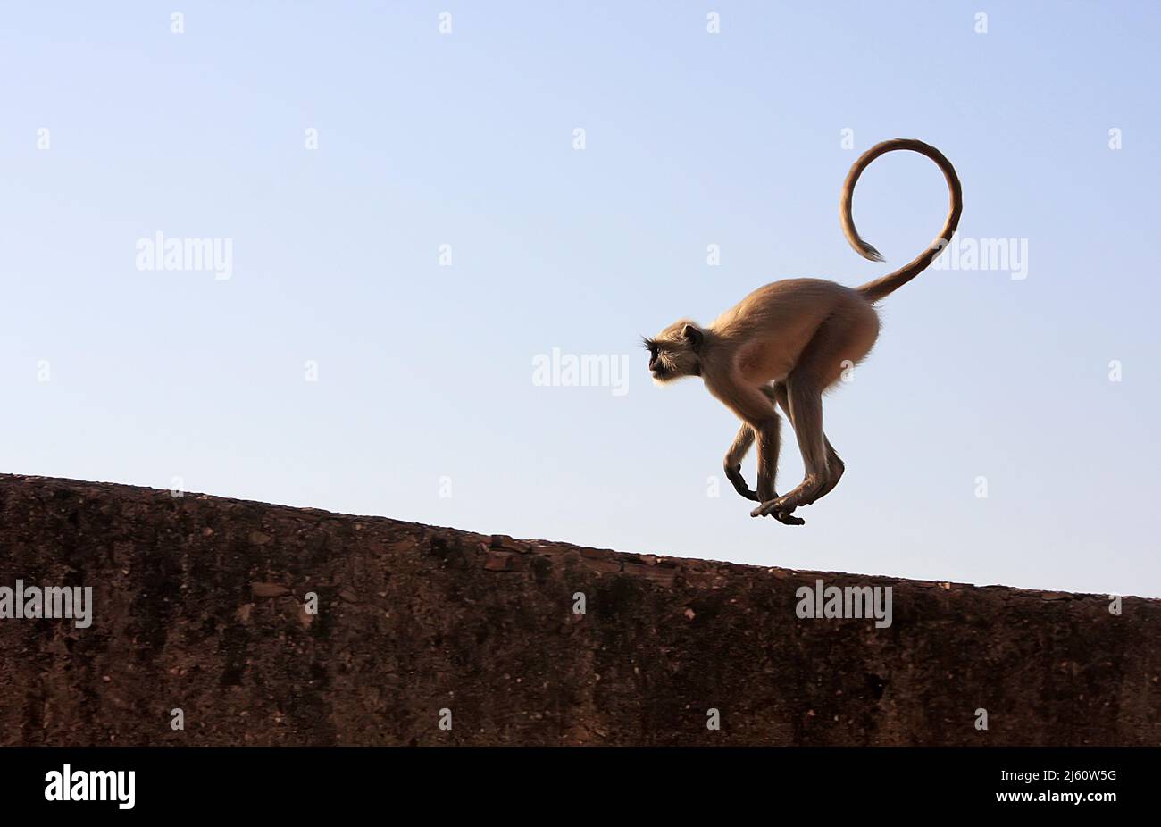 Langur gris jugando en Taragarh fort, Bundi, Rajasthan, India Foto de stock